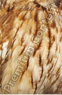 Tawny owl - Strix aluco 0041